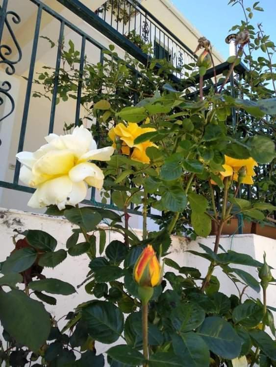Rosegarden Villa Sami  Bagian luar foto