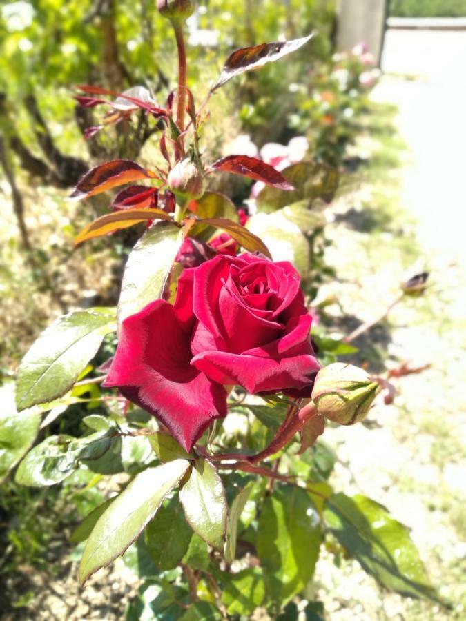 Rosegarden Villa Sami  Bagian luar foto
